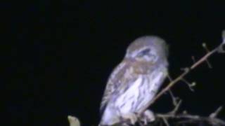 Southern African Birds: Pearl-spotted Owl calling