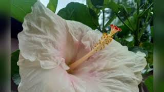 আমাৰ ঘৰৰ কেইবিধমান জবাফুল ।Our home some hibiscus flowers collection.❤️❤️❤️