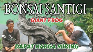 cek harga..!!! \u0026 review bonsai santigi giant frog #bonsaisantigi #cekhargabonsai #reviewbonsai