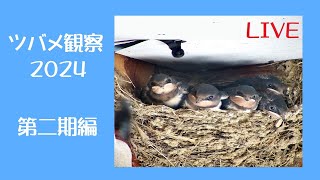 ツバメの見守り2024 第二期編 🐥×5 全巣立ち