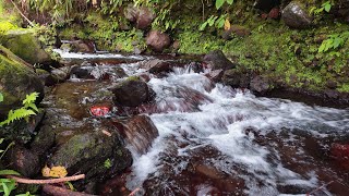 Sleep Soundly with Nature: Gentle River Sounds, Natural River Sounds for Deep Sleep