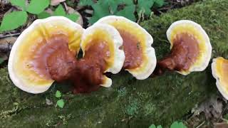 เก็บเห็ดหลินจือ Reishi mushroom (亮盖灵芝) เห็ดเยอะโพดโพ!! 🍄😱😱🍄🍄