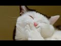 Funny Cat Videos of 2024 😍🐈 #1