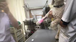 ⑦洋犬ミックスの健ちゃんの治療