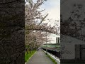 Sakura 🌸 |Ashiya|Osaka|Japan