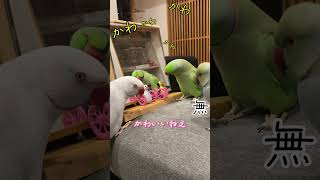 とにかく「無」なめんめん #ワカケホンセイインコ  #ワカケホンセイインコ #インコ #shorts