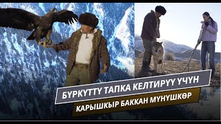 Бүркүттү тапка келтирүү үчүн карышкыр баккан мүнүшкөр // 