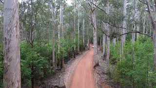 Drone going places - Karri Forests