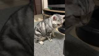 頭かくの長ない？アメショ猫のオレちん#shorts #アメショ