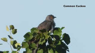 Common Cuckoo   4K