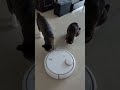 고양이 앞에 로봇 청소기가 나타나면 생기는 일은?! What happens when a robot vacuum cleaner appears in front of a cat?!