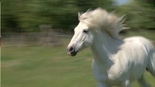 Grandeur nature : les chevaux camarguais