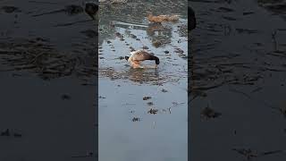 Amazing Duck mating chicken many times |  Close Ducks mating Chicken | Bird And Animal P541