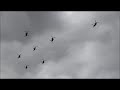 7 raf chinooks in formation