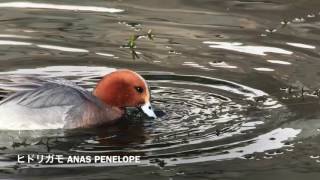 【HD】slow motion ヒドリガモ♂ Eurasian Wigeon  ANAS PENELOPE 食事