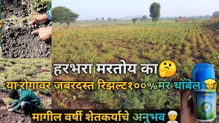 हरभरा मर रोग 🌱| हिच फवारणी घ्या १००% मर थांबेल |/उपाय| ,,Harbhara,हरभरा_Mar Rog Niyantran