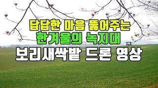 답답한 마음 뚫어주는 한겨울의 녹지대, 보리새싹밭 드론 영상/고창 학원농장 청보리밭 (winter barley field of the Hakwon Farm in Gochang)