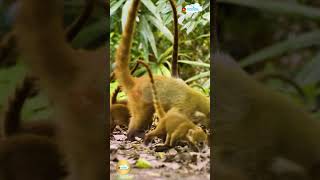 🔥🌿 LITTLE WARRIORS IN THE FOREST! ​​🌿🔥#wildanimals #wildlife #forestadventure #wildlifeviral