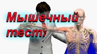 Сила и слабость мышц.Какая связь с длинной мышцы.