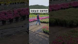 국화농장 국화직판 가을국화 노지월동국화 7호화분