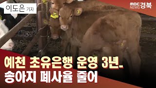 [R]예천 초유은행 운영 3년..송아지 폐사율 줄어 / 안동MBC