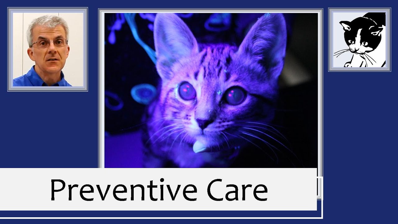 Cat Health Preventive Care 2015 Youtube