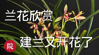 【彬彬有院】花 •737 赏花赏叶闻香，美丽的国兰------这里两位朋友告诉我，这款是逸红双娇 也叫小国魂，谢谢大家～～～。第二株建兰开花了，看看我今年的半露养方法，浇水和施肥