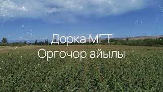 Гибрид: Дорка МГТ (ФАО 190), Оргочор айылы, Жети-Өгүз р-ну #Дорка # вудсток #woodstockseed #кукуруза