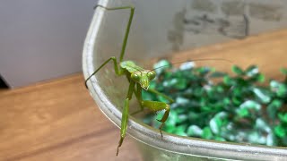 【激レア】カマキリの水やりシーン