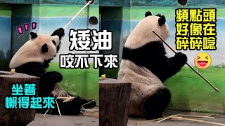 圓仔坐著咬不下來竹桿,起身取竿後頻點頭好像在碎碎唸😆|Giant Panda Yuan Zai tried to get bamboo,圆仔,貓熊,大貓熊,大熊貓