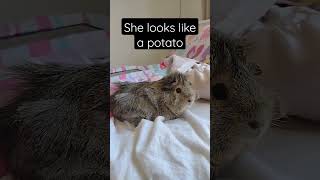 My dog doesn't bark..maybe it speaks french? #cute #viral #guineapig #funny