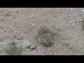 himalayan pika digging with powerful rear paws