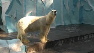 2019/7/12 ノボシビルスク動物園　ホッキョクグマ　ゲルダ　シャイナ　ノルジ　朝のサブ＋メイン放飼場