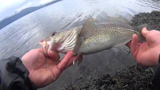 A nice codling on Linnhe..