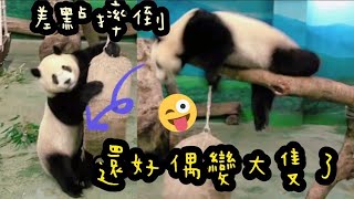 圓寶只要看到圓圓，就會一直想要撲向媽媽|熊貓貓熊The Giant Panda Yuan Yuan and Yuan Bao|台北市立動物園