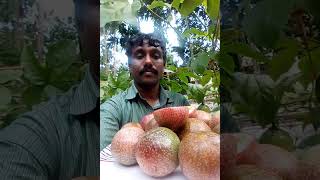 ഫാഷൻ ഫ്രൂട്ട് വിളവെടുപ്പ് /Fashen frut