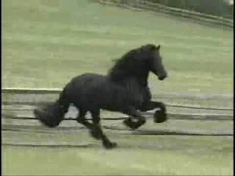 Horses Youtube