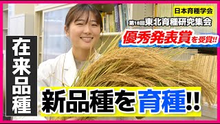 🌾在来品種『短穂』の玄米形質に関わる遺伝子を解明 | 秋田県立大学 生物生産科学科／植物遺伝･育種研究室 池田 陽 さん