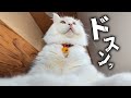 目が覚めたら、そこには巨大猫（幸せっ♡）