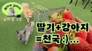 향기폭발 양평 딸기체험 농장 | 밭따라 길따라🐝 남의 밭 구경 👩🏻‍🌾🚗