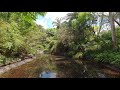 4k tour of brisbane botanic gardens in mt coot tha walk asmr tour