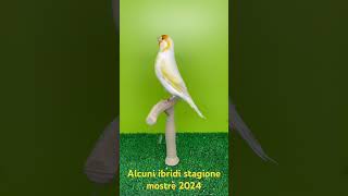 Qualche ibrido stagione mostre 2024! #birds #ibridi #incardellati #pets