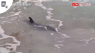 獨家》超可愛！墾丁南灣岸際 海豚伴游衝浪（陳姓民眾提供）