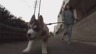 走る 仔犬シベリアンハスキー！Gopro撮影