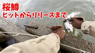 サクラマス解禁日の一匹！ヒットシーンからリリースまでノーカット！