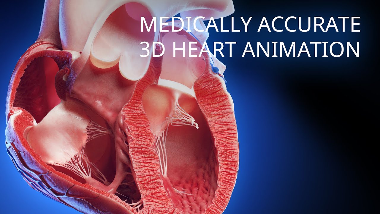 Medically Accurate Heart 3d Animation Youtube