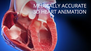 Medically accurate heart 3d animation