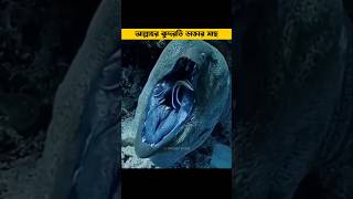 আল্লাহর কুদরতি ডাক্তার মাছ | Cleaner Fish #banglafacts #unknownfacts #facts_bangla #shorts