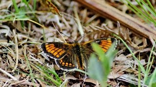 Heath Fritillary (Melitaea athalia) Aberration