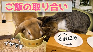 【うさぎと猫】子猫がうさぎのご飯を横取りして困ってます【保護猫】-Kitten eats rabbit food.-